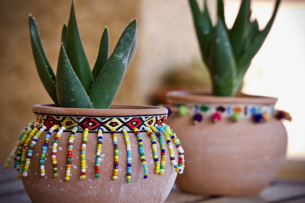 fat-plants-4085401_1920