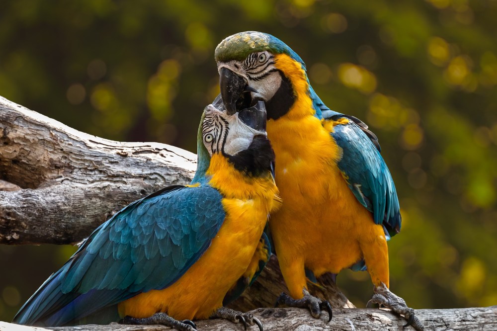 parrots-3427188_1920
