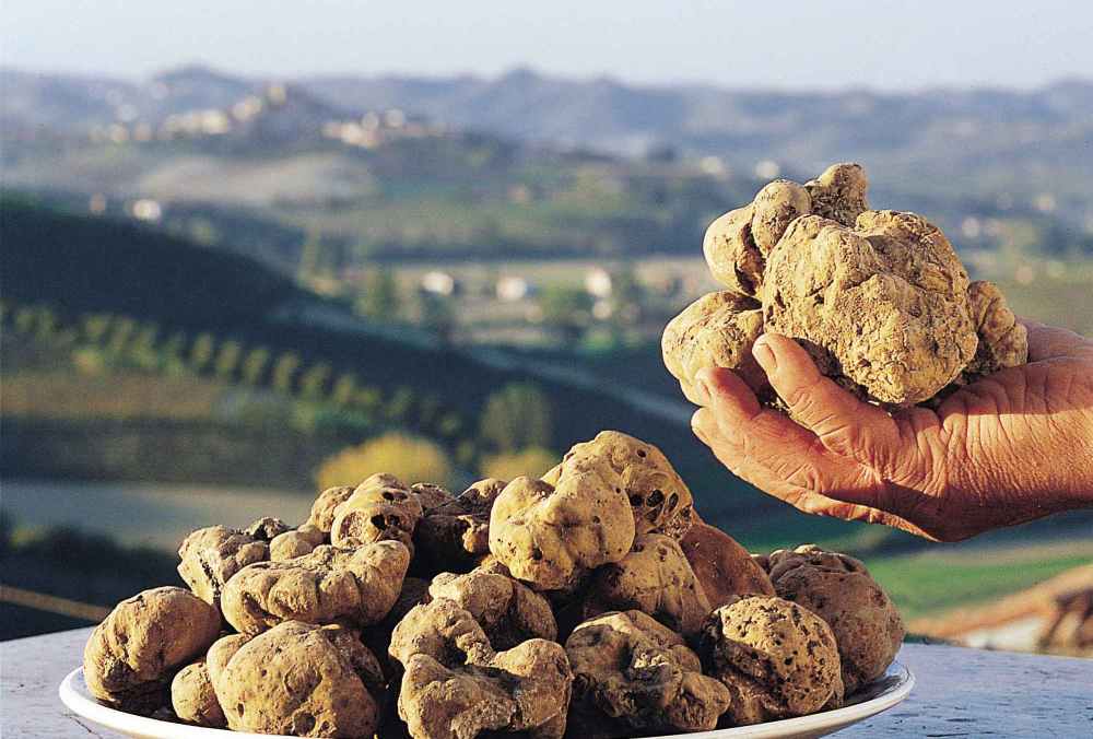 tartufo_bianco